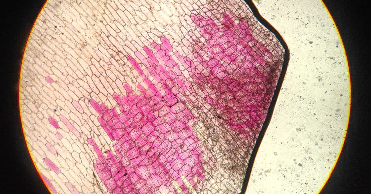 Close-up of stained plant cells in onion root under microscope.