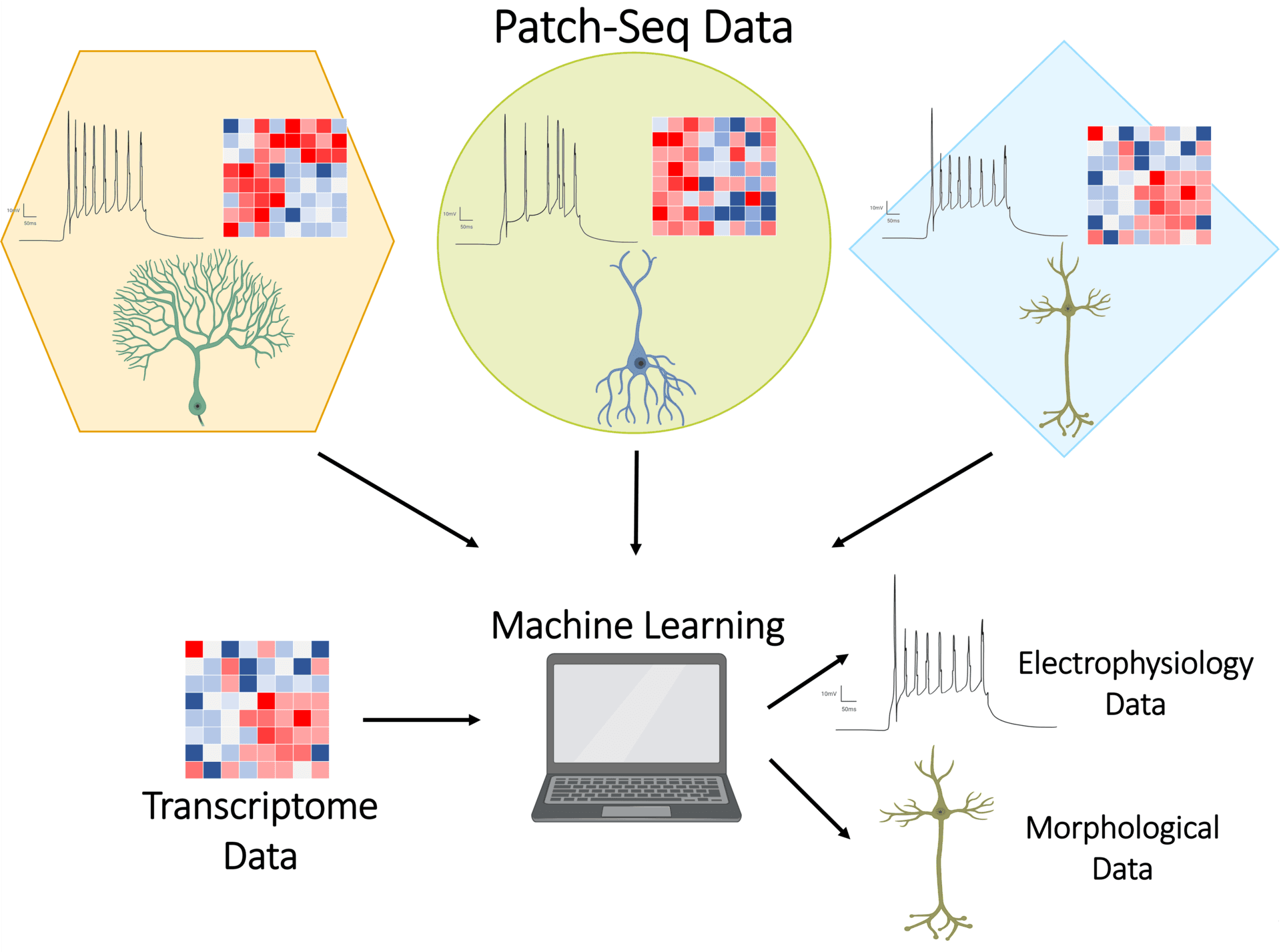 A scientific diagram showing Patch-Seq data moving through machine-learning analysis into transcriptomic and morphological outputs.