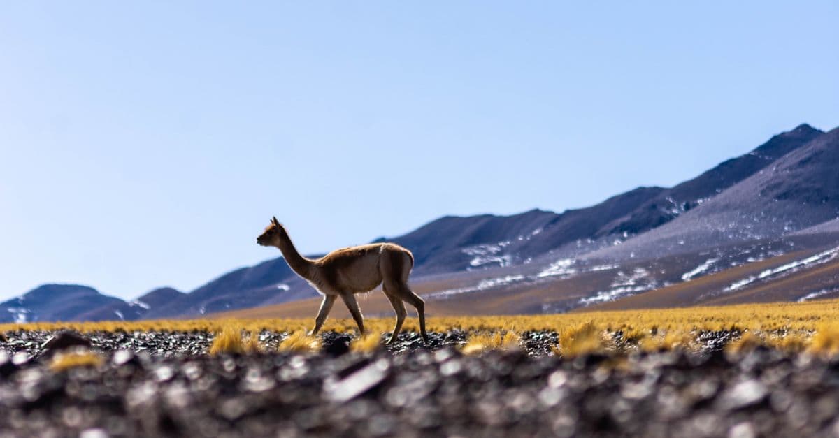 A vicuna strolls through the mountainous Andean landscape on a clear day in Argentina.