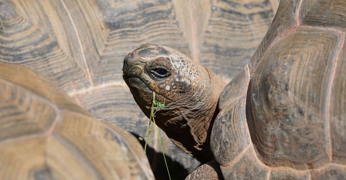 Detailed close-up shot of a tortoise eating grass, showcasing its textured shell and natural habitat.