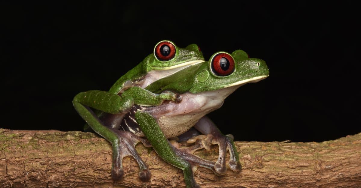 Close-up of red-eyed tree frogs perched on a branch in their natural jungle habitat.