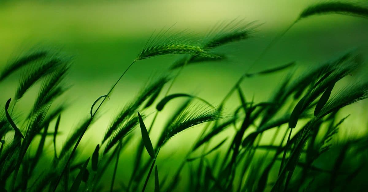 Blurred close-up of green wheat in a field, capturing the essence of spring growth.