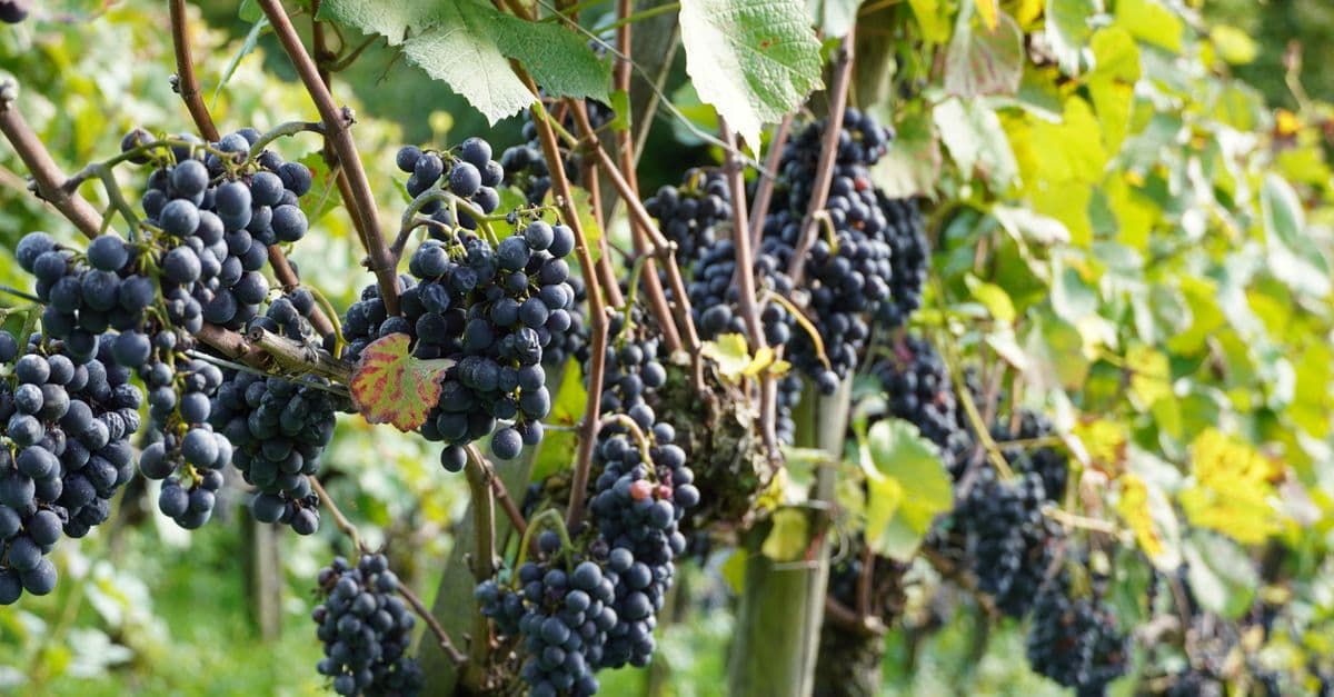 Vibrant vineyard scene with clusters of ripe red grapes hanging amidst green leaves.