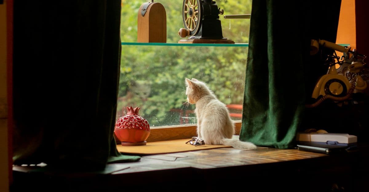 Adorable white kitten sitting on a windowsill, gazing outside from a cozy indoor setting.