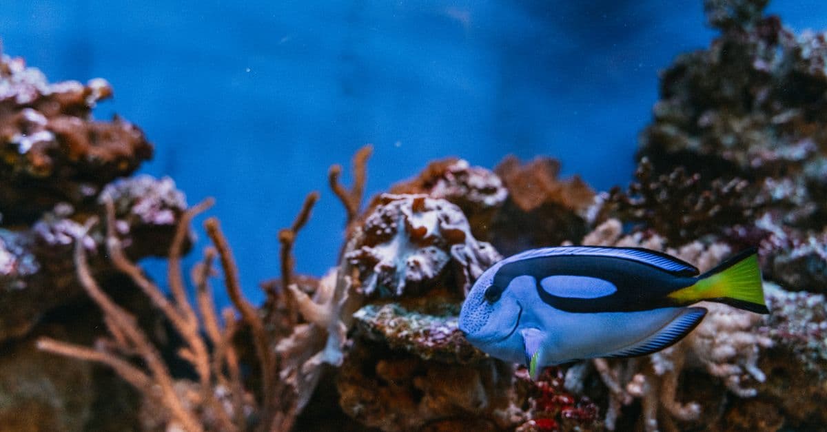 Close-up of a vibrant Blue Tang fish swimming around coral reef in clear blue waters, showcasing tropical marine life.