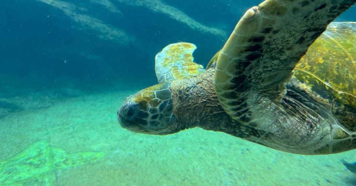 Close-up of a green sea turtle swimming in clear waters near Durban, South Africa.