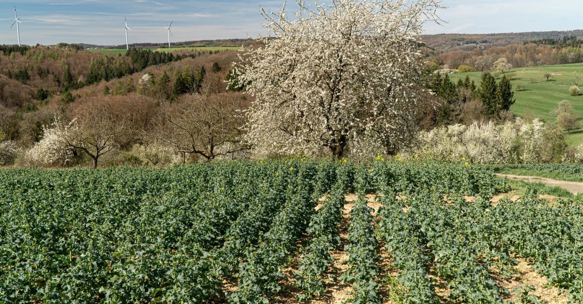 Beautiful spring landscape with blooming trees and wind turbines in the distance.