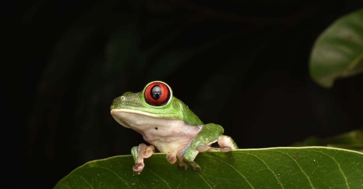 Close-up of a vibrant red-eyed tree frog perched on a lush green leaf in its natural habitat.