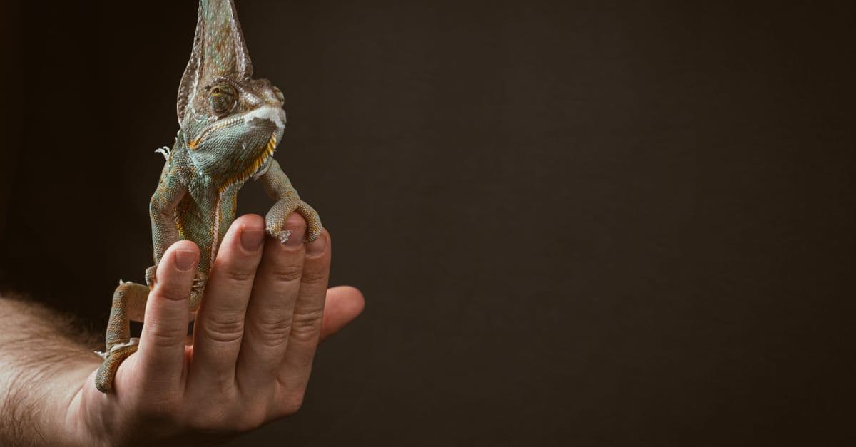 A veiled chameleon resting on a human hand against a dark background.