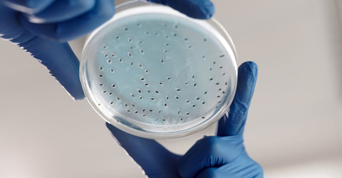 Close-up of gloved hands holding a petri dish with bacterial cultures in a lab.