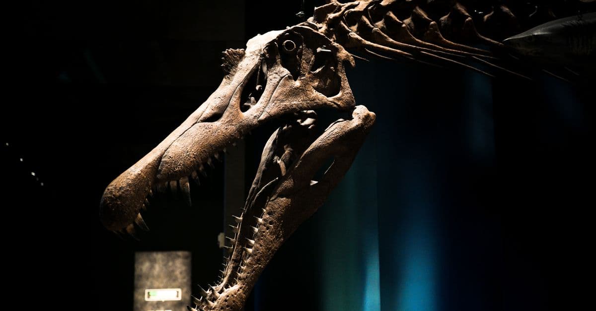 Close-up of a Tyrannosaurus Rex skull displayed in a dimly lit museum exhibit.