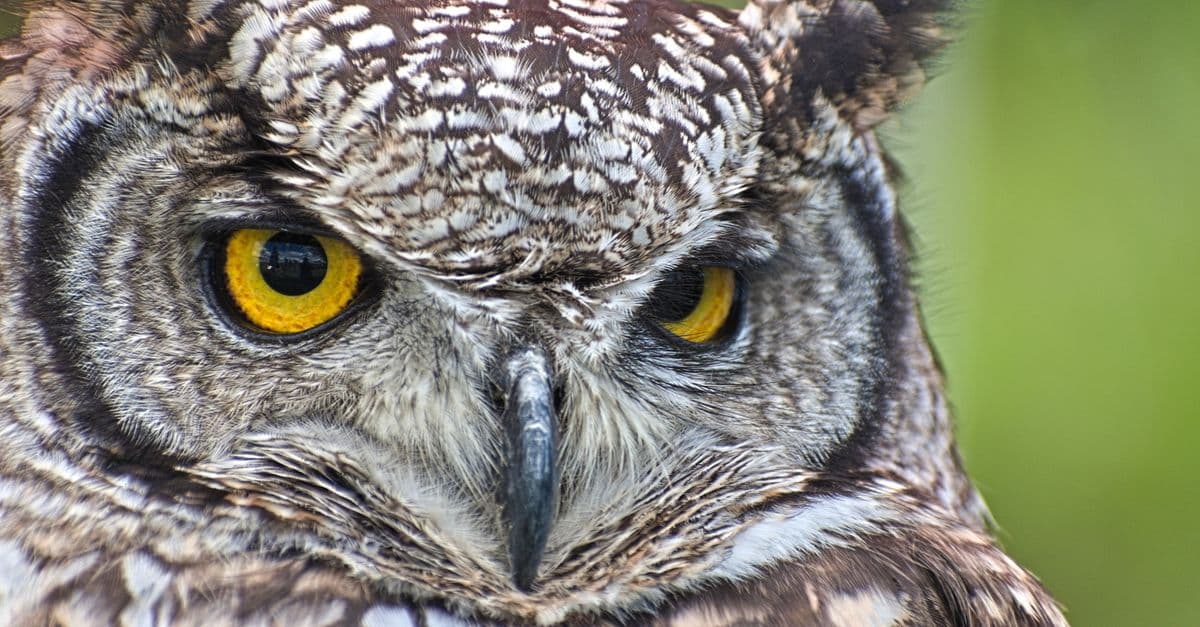 Detailed close-up of a Eurasian eagle-owl showcasing its striking yellow eyes and intricate feathers.
