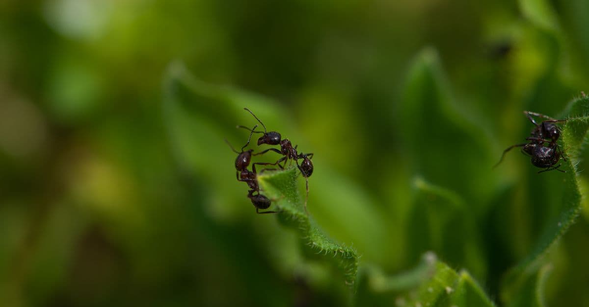 Close-up image of ants interacting on green leaves, showcasing nature and insect activity.