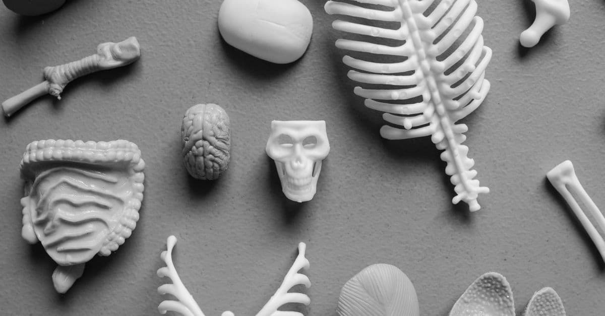 Black and white flat lay of various anatomical models including skull, rib, and brain.
