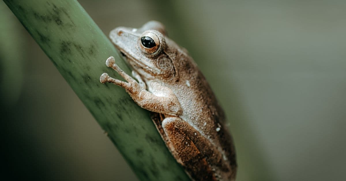 Macro shot of frog perched on green bamboo in natural setting