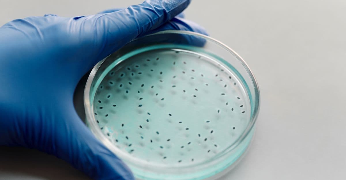 Gloved hand holding a petri dish containing bacterial colonies for scientific research.