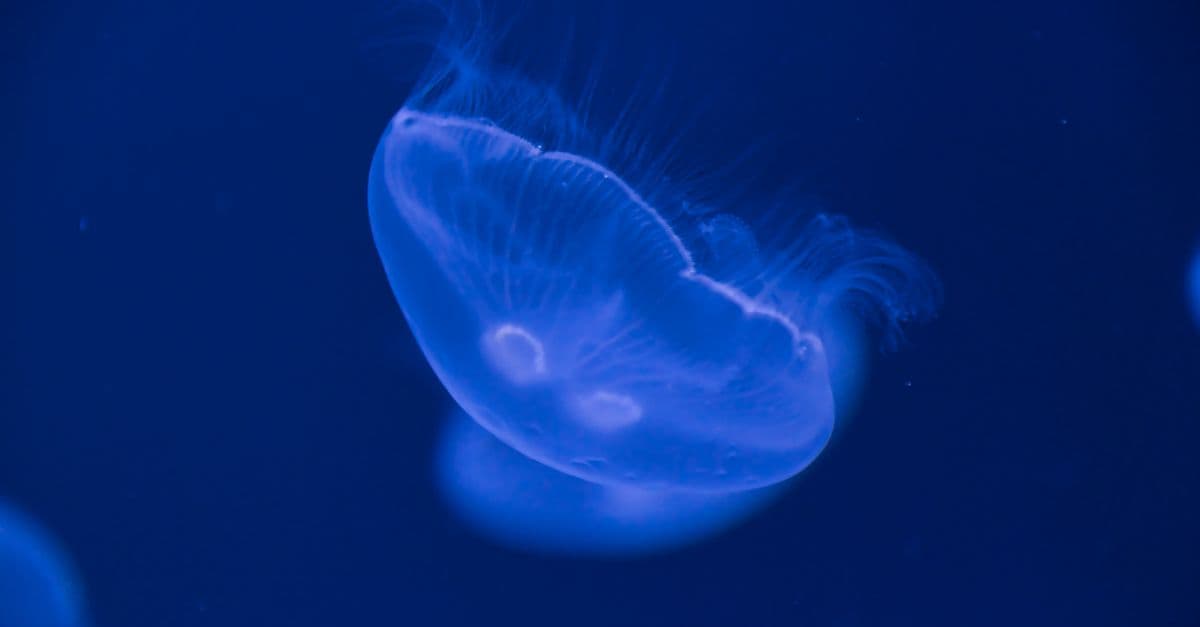 Stunning close-up of a glowing moon jellyfish showcasing its delicate structure in deep blue water.
