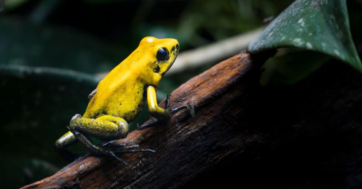 Bright yellow poison dart frog perched on a branch in a rainforest setting, highlighting its vivid colors.