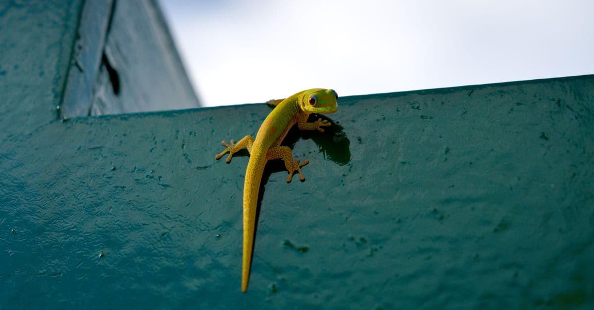 A vibrant gecko clinging to a green wall under a clear sky. Perfect for nature-themed content.