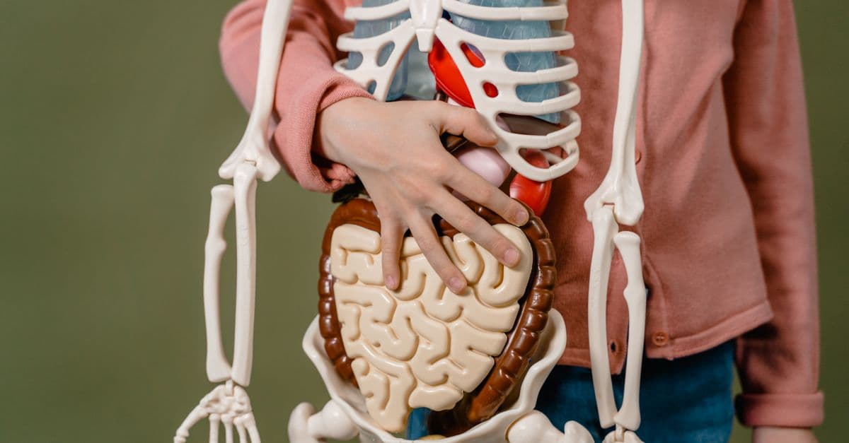 Child learning anatomy using a human skeleton model with organs.