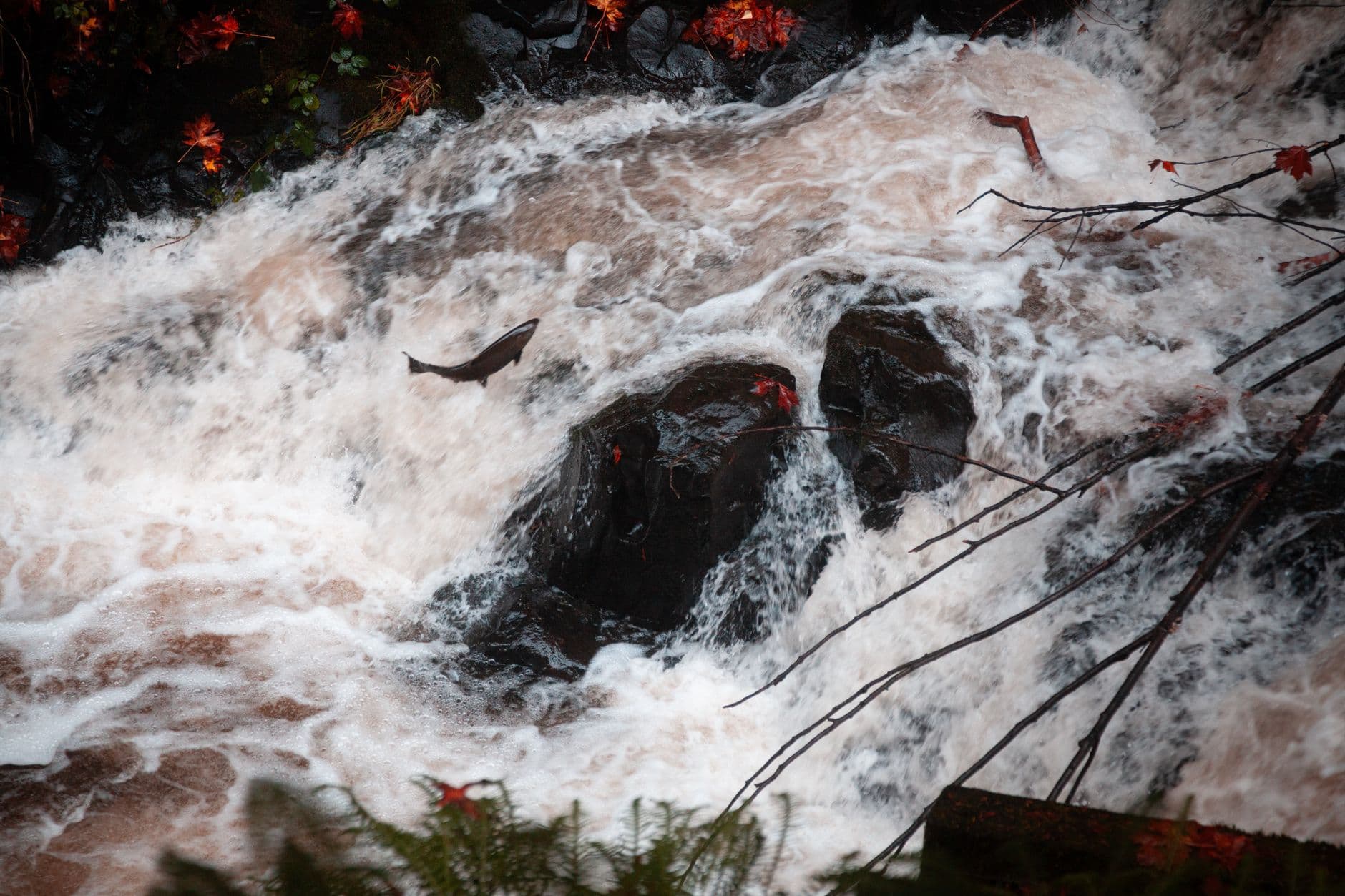 A salmon leaps through wild rapids amidst autumn foliage in a forest stream.