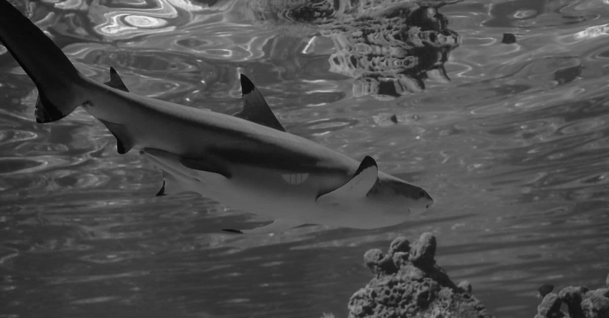Black and white image of a shark swimming gracefully underwater, showcasing marine life.