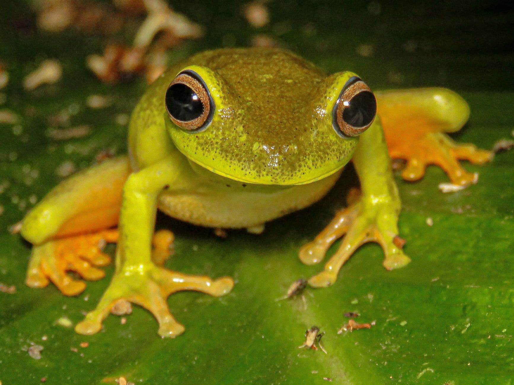 Detailed view of golden-eyed green tree frog perched on a lush leaf in Brazil.