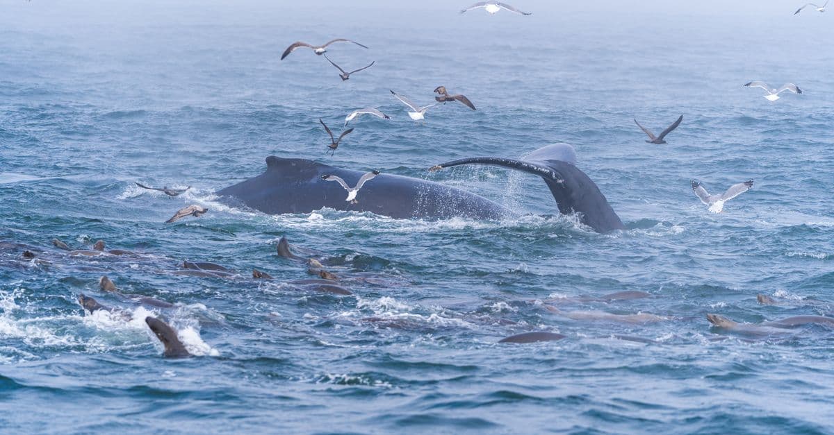 Whale tail emerges in Santa Cruz ocean, surrounded by lively marine life and seagulls.