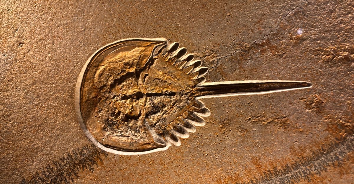 Detailed photography of a horseshoe crab fossil on display in Munich, Germany.