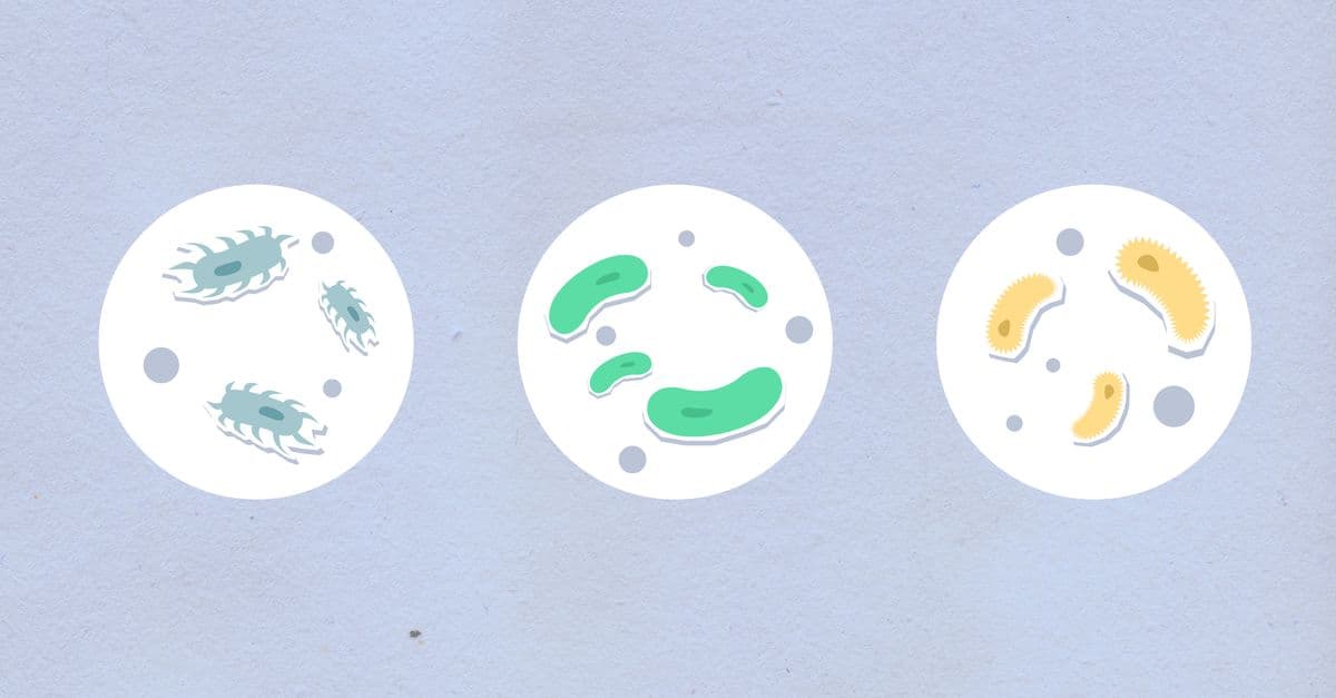 Top view of cutout paper appliques representing round shaped cells with different bacilli in capsules