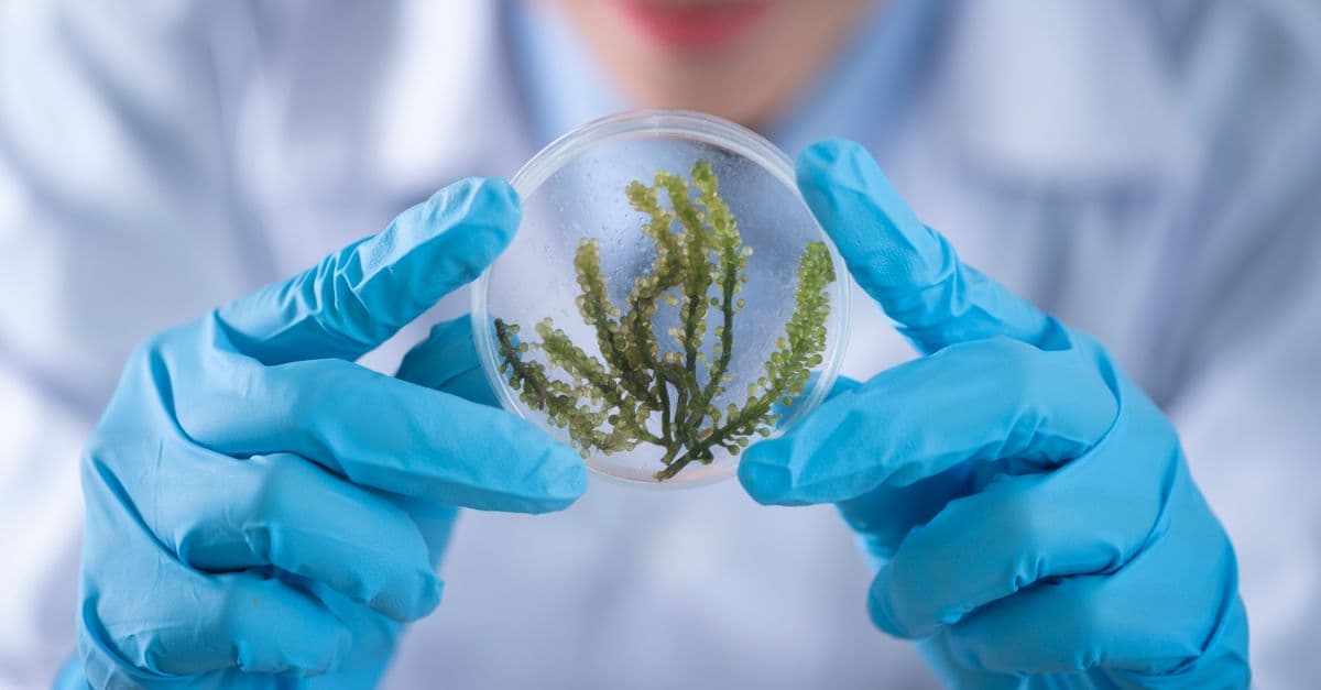 Close-up of a scientist examining algae in a petri dish, highlighting biotechnology research.