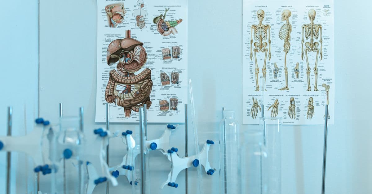 Colorful anatomy posters with laboratory apparatus showcasing human systems.