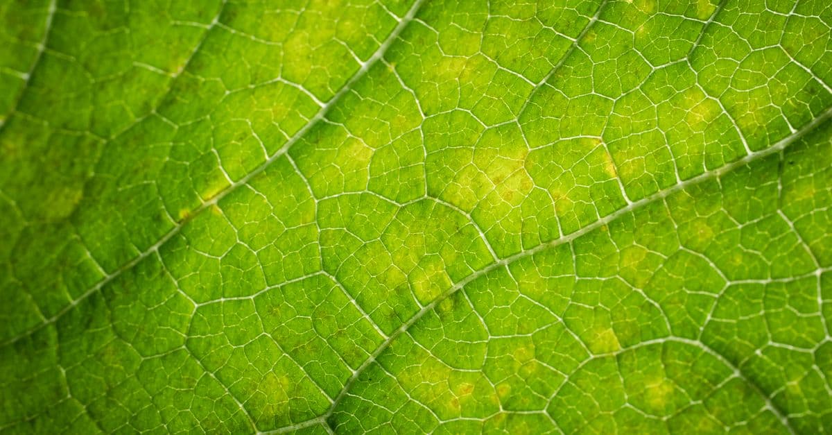 Macro photograph capturing intricate details of a green leaf's veins and texture.