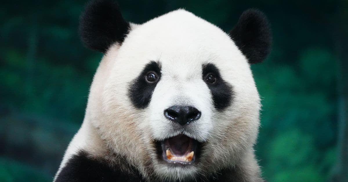 A captivating close-up of a giant panda bear set against a lush green background.