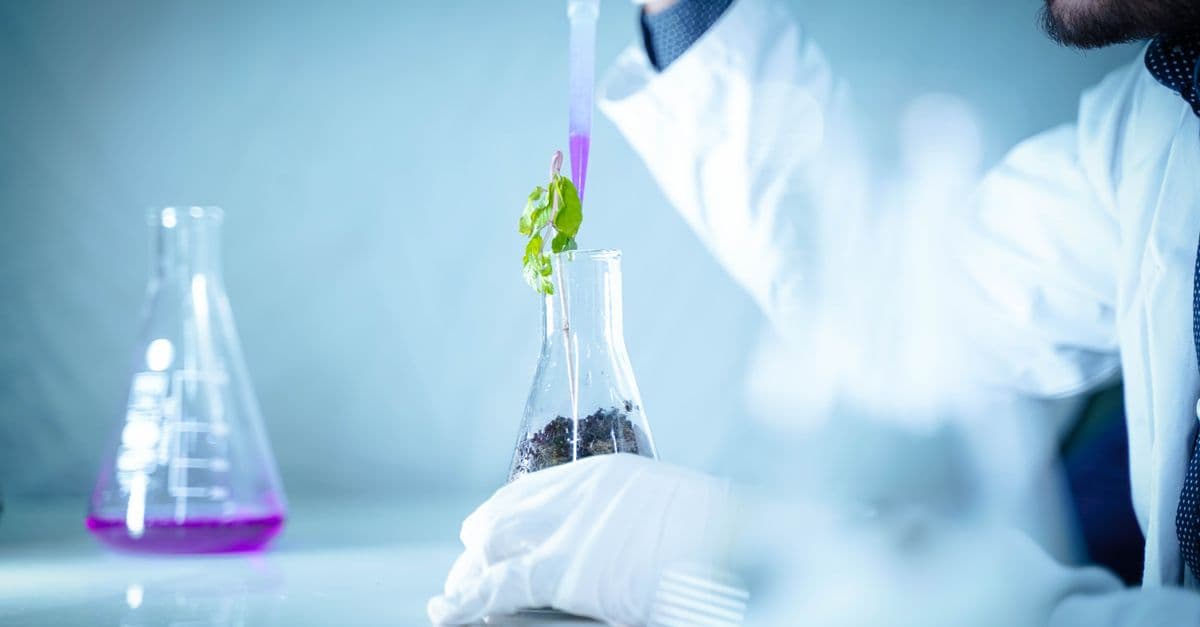 Scientist pouring liquid into a beaker with plant for a laboratory experiment.