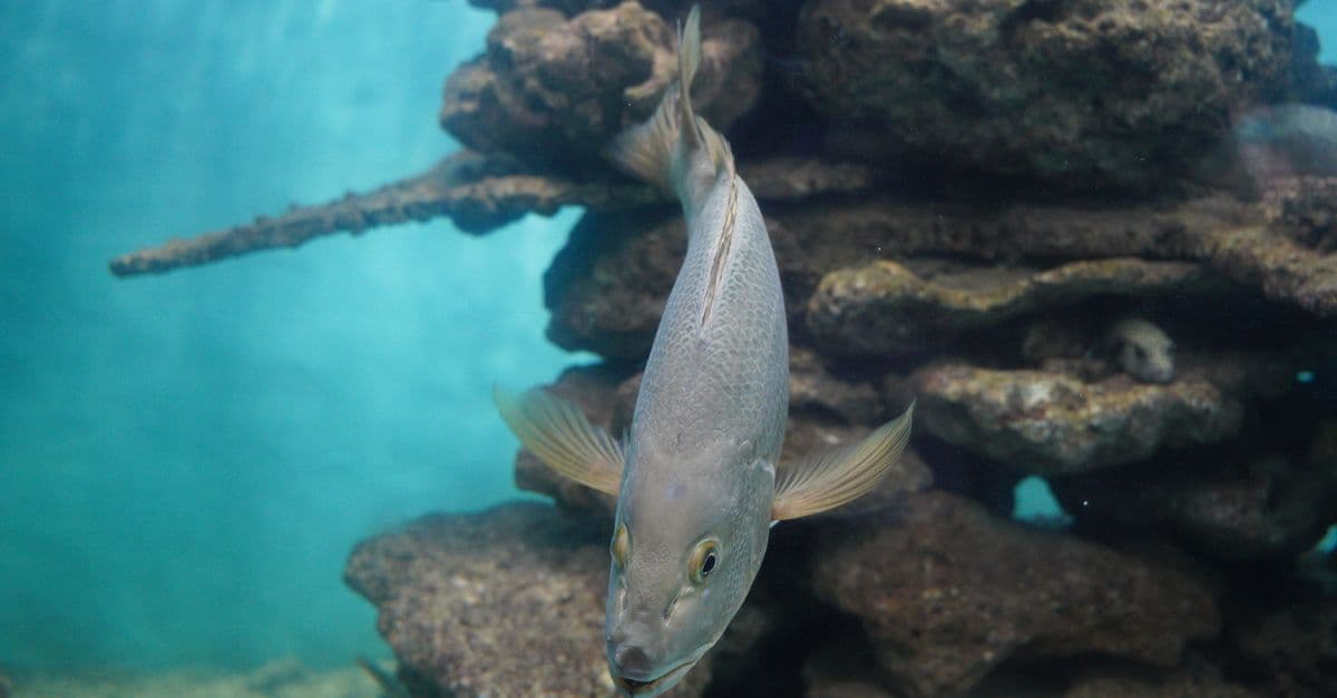 A fish gracefully swims underwater among vibrant coral reefs, captured in a clear aquatic environment.