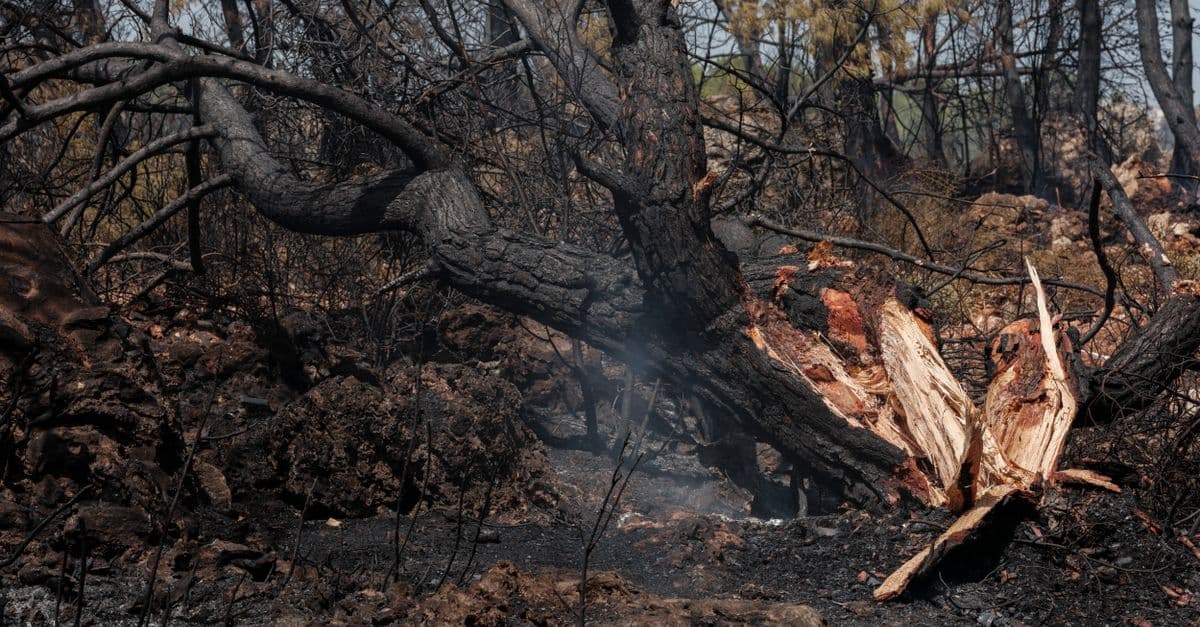 A charred forest landscape depicting the aftermath of a devastating wildfire with scorched trees.