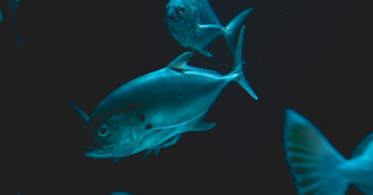 A beautiful close-up shot of exotic marine fish swimming gracefully in the dark ocean waters.