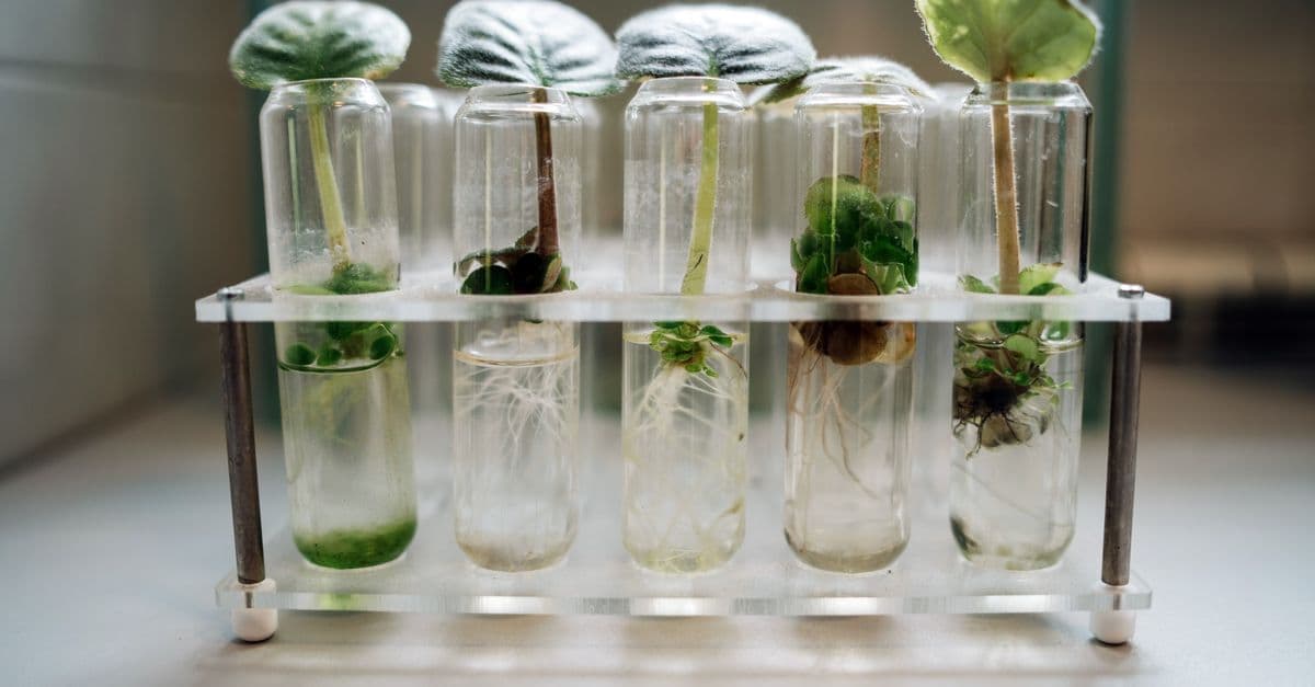 Close-up of plant micropropagation experiment in test tubes showcasing biotechnology.