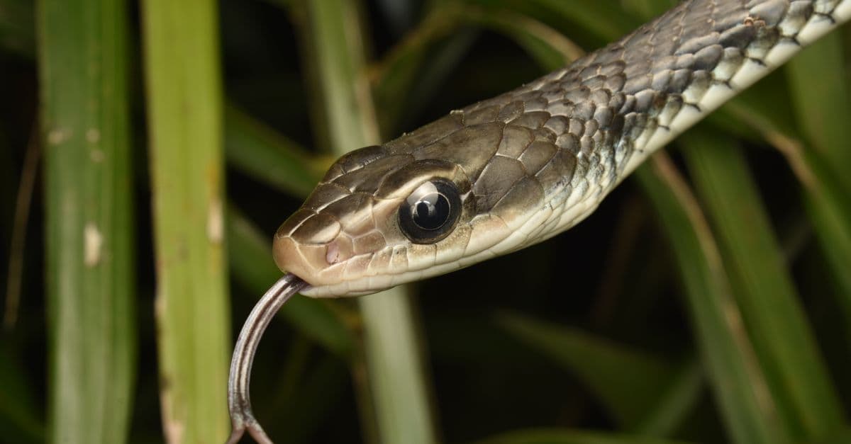 Detailed close-up of a snake with tongue out, showcasing reptile behavior in natural habitat.