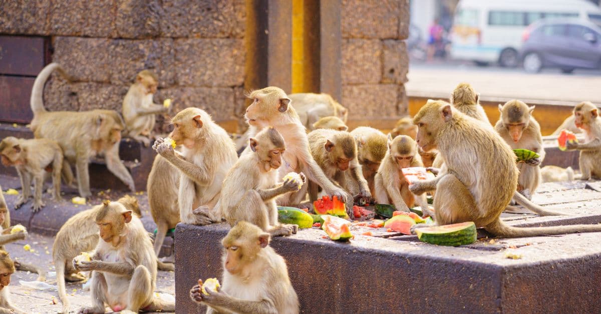 Wild macaques eating watermelon in Lopburi, showcasing natural behavior in their urban habitat.