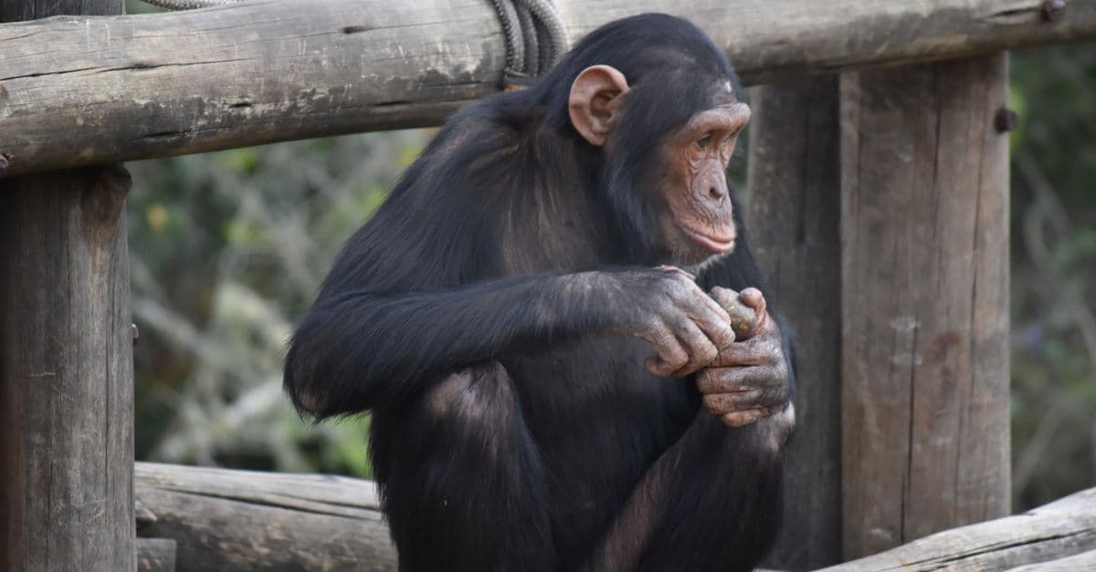 Close-up of a chimpanzee sitting on wood, South Africa. Captured outdoors.