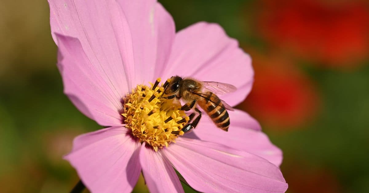 Detailed macro shot of a bee pollinating a pink cosmos flower in sunlight.