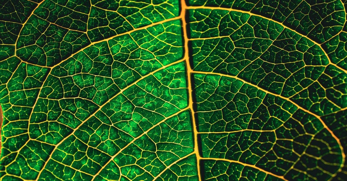 Captivating macro shot showcasing the intricate veining of a green leaf.