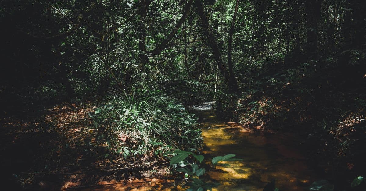 A tranquil creek flows through a lush, green rainforest, capturing nature's beauty.