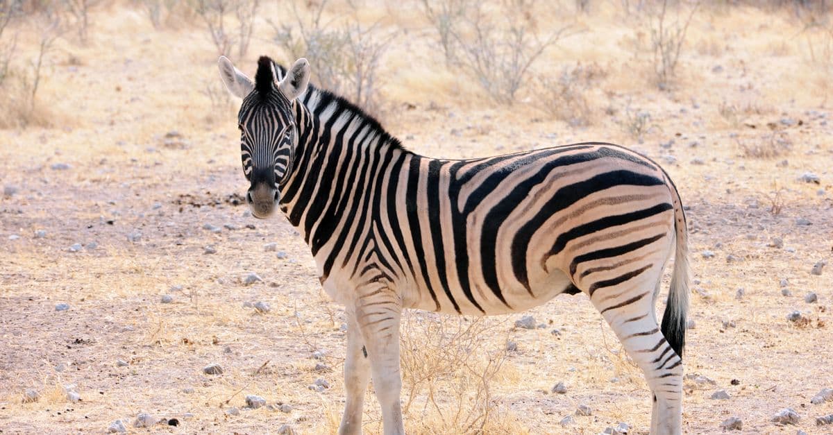 A zebra standing in the savanna, showcasing its distinctive stripes and natural habitat.