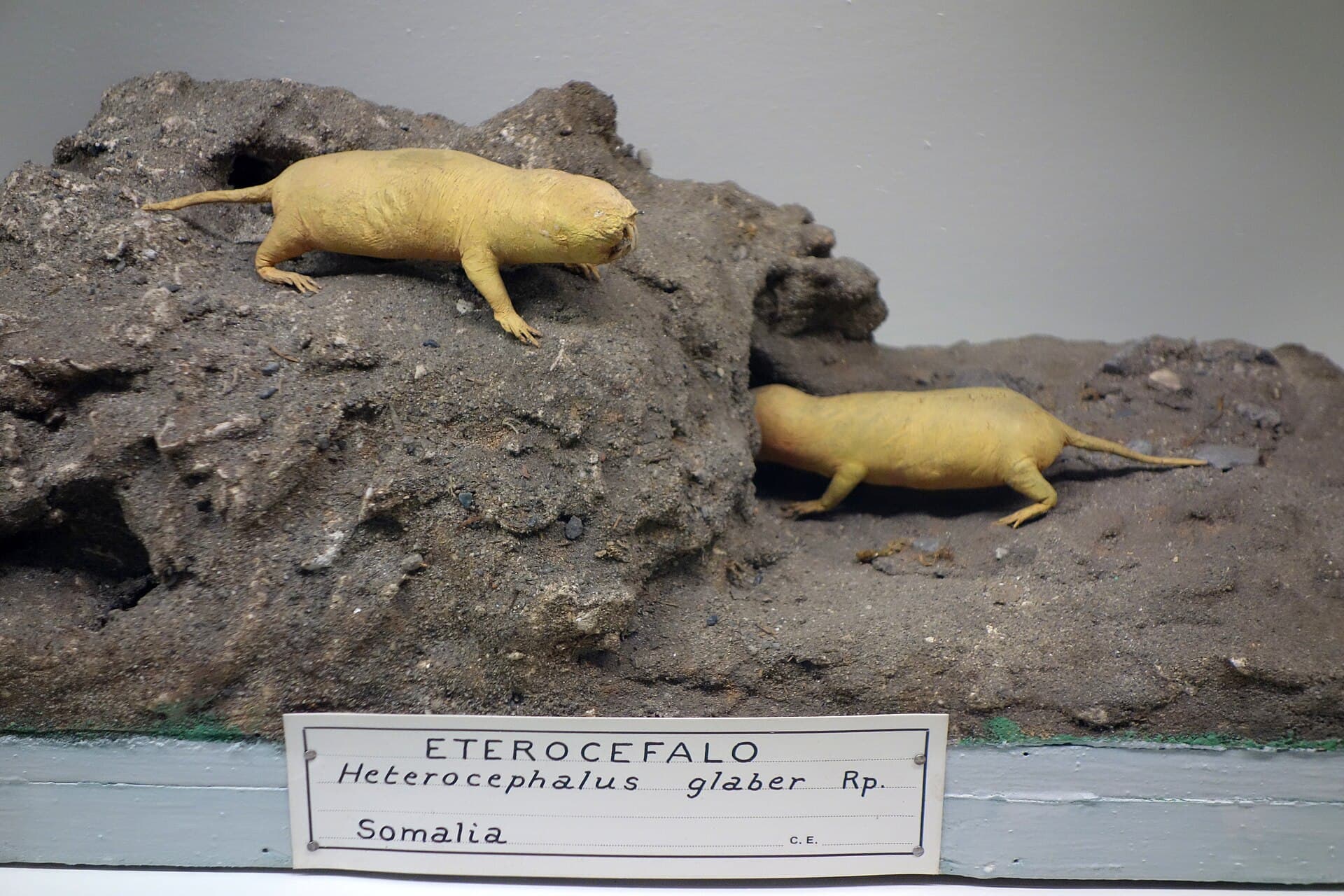 A naked mole-rat specimen displayed in a natural-history museum.