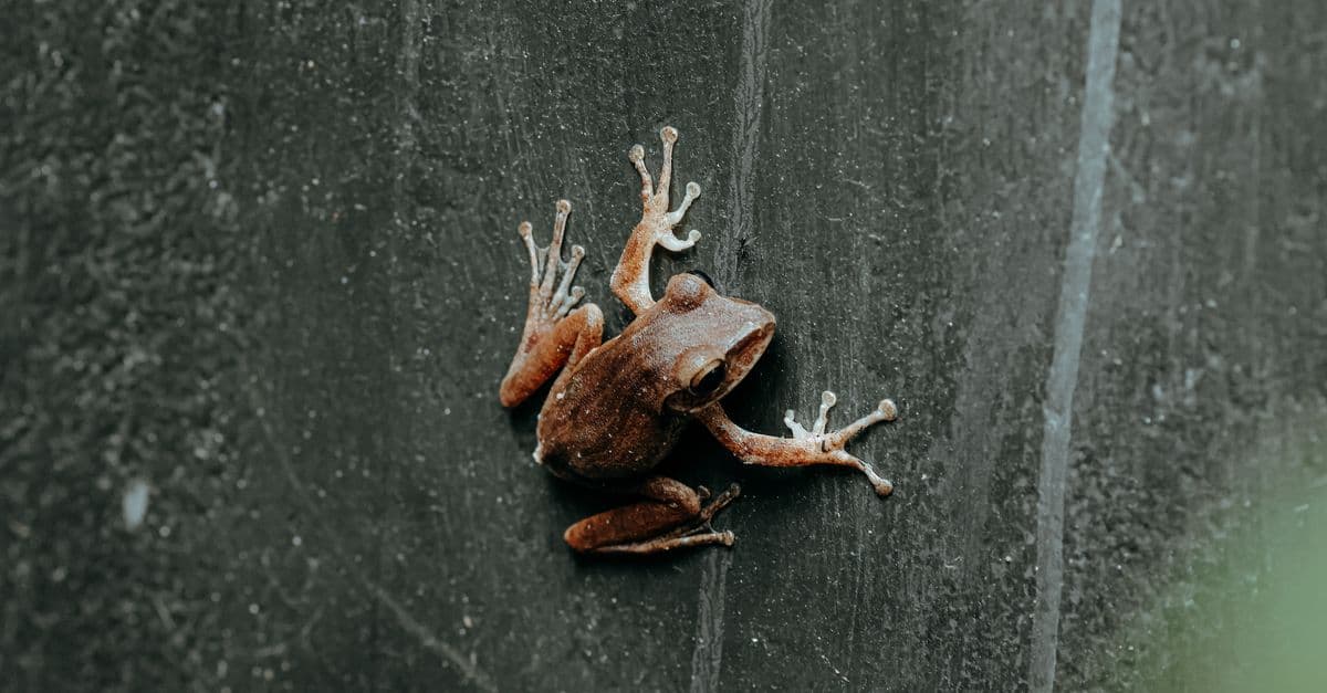 Detailed shot of a brown tree frog clinging to a concrete wall with its textured skin visible.