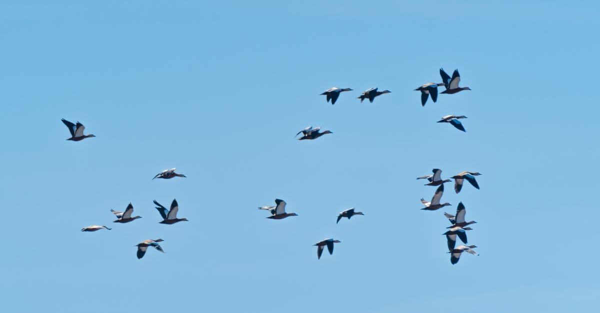 A flock of birds elegantly flying across a bright blue sky, showcasing freedom and grace.