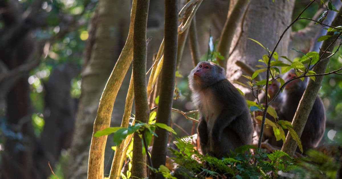 A Formosan Rock Monkey gazing in a lush Taipei forest, capturing natural habitat beauty.